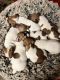 Jack Russell Terrier Puppies for sale in Dayton, OH, USA. price: NA