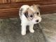 Jack Russell Terrier Puppies for sale in Dundee, OH 44624, USA. price: $1,500