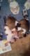 Jack Russell Terrier Puppies for sale in Albemarle, NC, USA. price: NA