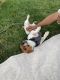 Jack Russell Terrier Puppies for sale in Brooklyn, NY, USA. price: NA