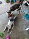 Jack Russell Terrier Puppies for sale in Columbia, SC, USA. price: $300