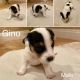 Jack Russell Terrier Puppies for sale in Sacramento, CA, USA. price: $1,200
