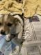 Jack Russell Terrier Puppies for sale in Penn Valley, CA 95946, USA. price: $500