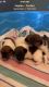 Jack Russell Terrier Puppies for sale in Naples, FL, USA. price: NA