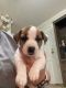 Jack Russell Terrier Puppies for sale in Thibodaux, LA 70301, USA. price: NA