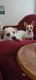 Jack Russell Terrier Puppies for sale in Escondido, CA 92027, USA. price: NA