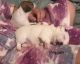 Jack Russell Terrier Puppies for sale in Mansfield, OH, USA. price: NA