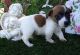 Jack Russell Terrier Puppies for sale in Columbus, OH, USA. price: NA