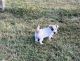 Jack Russell Terrier Puppies for sale in Ozark, AR 72949, USA. price: $500