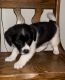 Jack Russell Terrier Puppies for sale in Atglen, PA, USA. price: $400