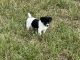 Jack Russell Terrier Puppies for sale in Goliad, TX 77963, USA. price: NA