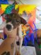 Jack Russell Terrier Puppies for sale in Fowlerville, MI 48836, USA. price: $600
