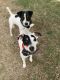 Jack Russell Terrier Puppies for sale in Josephine, TX, USA. price: NA