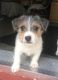 Jack Russell Terrier Puppies for sale in Central Point, OR, USA. price: $850