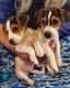 Jack Russell Terrier Puppies for sale in Ada, OK, USA. price: $300