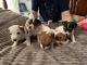 Jack Russell Terrier Puppies for sale in Russellville, AL, USA. price: NA