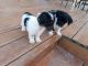 Jack Russell Terrier Puppies for sale in Kingdom City, MO, USA. price: NA