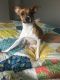 Jack Russell Terrier Puppies for sale in Gibsonton, FL, USA. price: NA