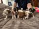 Jack Russell Terrier Puppies for sale in Russellville, AL, USA. price: NA