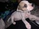 Jack Russell Terrier Puppies for sale in Fort Lauderdale, FL 33317, USA. price: NA