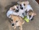 Jack Russell Terrier Puppies for sale in Lake Los Angeles, CA, USA. price: $100