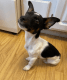 Jack Russell Terrier Puppies for sale in San Diego, CA 92117, USA. price: NA