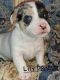 Jack Russell Terrier Puppies for sale in Macclenny, FL 32063, USA. price: NA