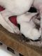 Jack Russell Terrier Puppies for sale in Greensboro, NC, USA. price: NA