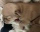 Jack Russell Terrier Puppies for sale in Makiki/Lower/ Punchbowl/Tantalus, Honolulu, HI, USA. price: NA
