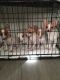 Jack Russell Terrier Puppies for sale in Reno, NV, USA. price: $350