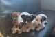 Jack Russell Terrier Puppies for sale in Elizabethtown, NC 28337, USA. price: $450