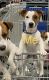Jack Russell Terrier Puppies for sale in Smyrna, GA 30080, USA. price: NA