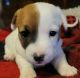 Jack Russell Terrier Puppies for sale in Newark, MO 63458, USA. price: NA