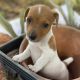 Jack Russell Terrier Puppies for sale in Hudson, FL 34667, USA. price: NA