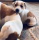 Jack Russell Terrier Puppies for sale in Fairview, OK 73737, USA. price: $300
