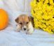 Jack Russell Terrier Puppies for sale in Boston, MA, USA. price: $2,200
