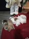 Jack Russell Terrier Puppies for sale in Lancaster, TX, USA. price: NA