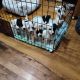 Jack Russell Terrier Puppies for sale in Kansas City, MO, USA. price: NA