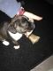 Jack Russell Terrier Puppies for sale in 511 Arlington Ave, Chattanooga, TN 37404, USA. price: NA