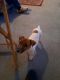 Jack Russell Terrier Puppies for sale in Wrightstown, NJ, USA. price: NA