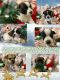 Jack Russell Terrier Puppies for sale in Fort Washington, MD 20744, USA. price: $300