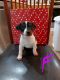Jack Russell Terrier Puppies for sale in Kingdom City, MO, USA. price: NA