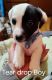 Jack Russell Terrier Puppies for sale in Kansas City, MO, USA. price: $800