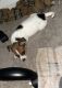 Jack Russell Terrier Puppies for sale in Columbus, OH, USA. price: NA