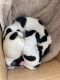 Jack Russell Terrier Puppies for sale in Bluffton, IN 46714, USA. price: NA