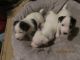 Jack Russell Terrier Puppies for sale in Walterboro, SC 29488, USA. price: $350