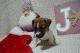 Jack Russell Terrier Puppies for sale in Great Falls, MT, USA. price: NA