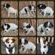 Jack Russell Terrier Puppies for sale in FL-44, The Villages, FL, USA. price: $800