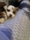 Jack Russell Terrier Puppies for sale in Auburn, AL, USA. price: $300
