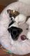 Jack Russell Terrier Puppies for sale in Jacksonville Beach, FL, USA. price: NA